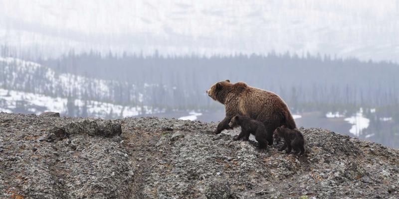 94漫画会员体系与增值服务设计：如何提升动漫社区用户付费意愿与长期留存